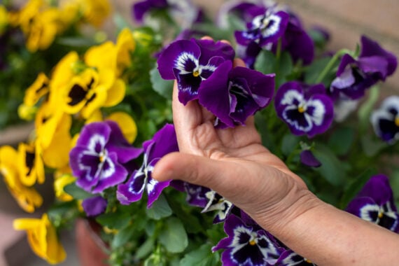 violen
